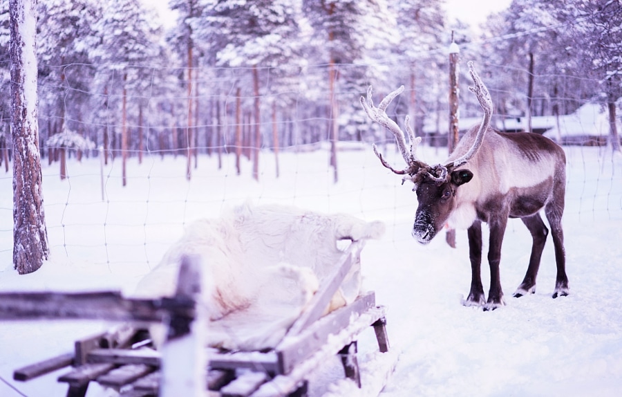 Yuichi Yokota Finnish Winter Finland Northern Lights