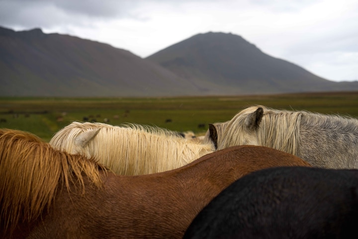 horse art nick turner