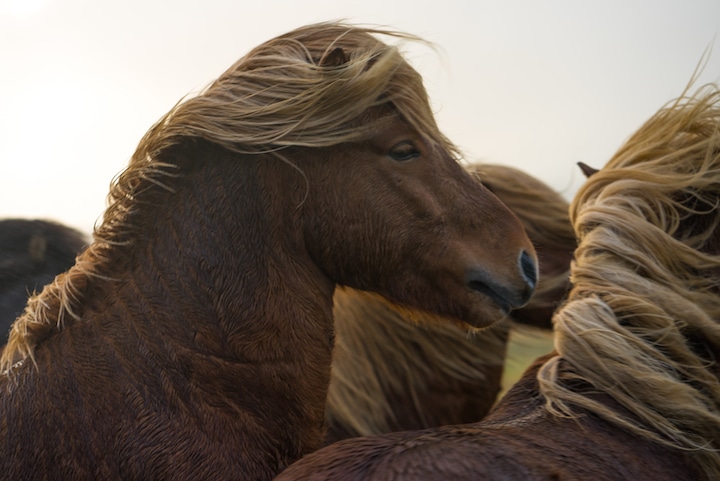 horse art nick turner