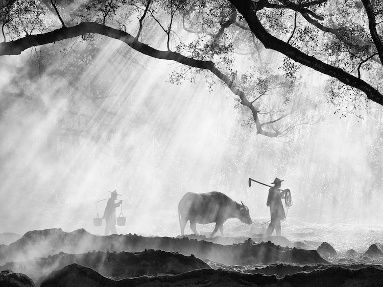 photos of farming traditions