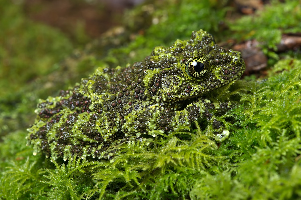 animales que usan camuflaje