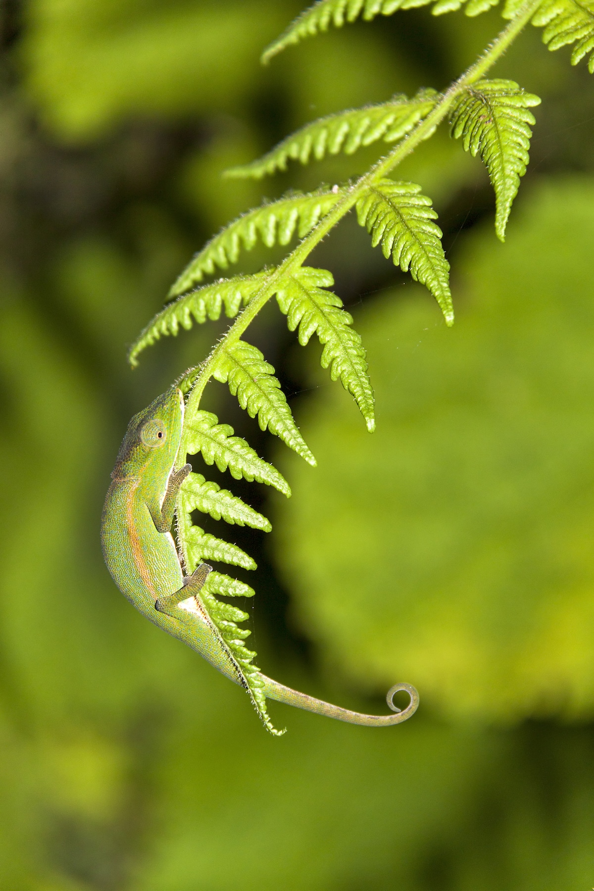 animali che usano il camuffamento