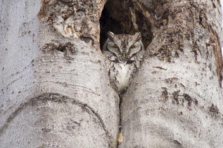 5 Animals That Camouflage And Blend In The Surroundings 3