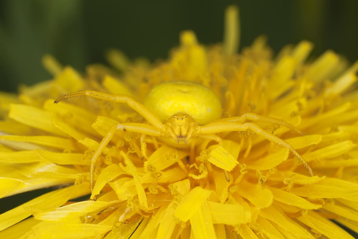 20+ Camouflage Animals That You Have to See to Believe