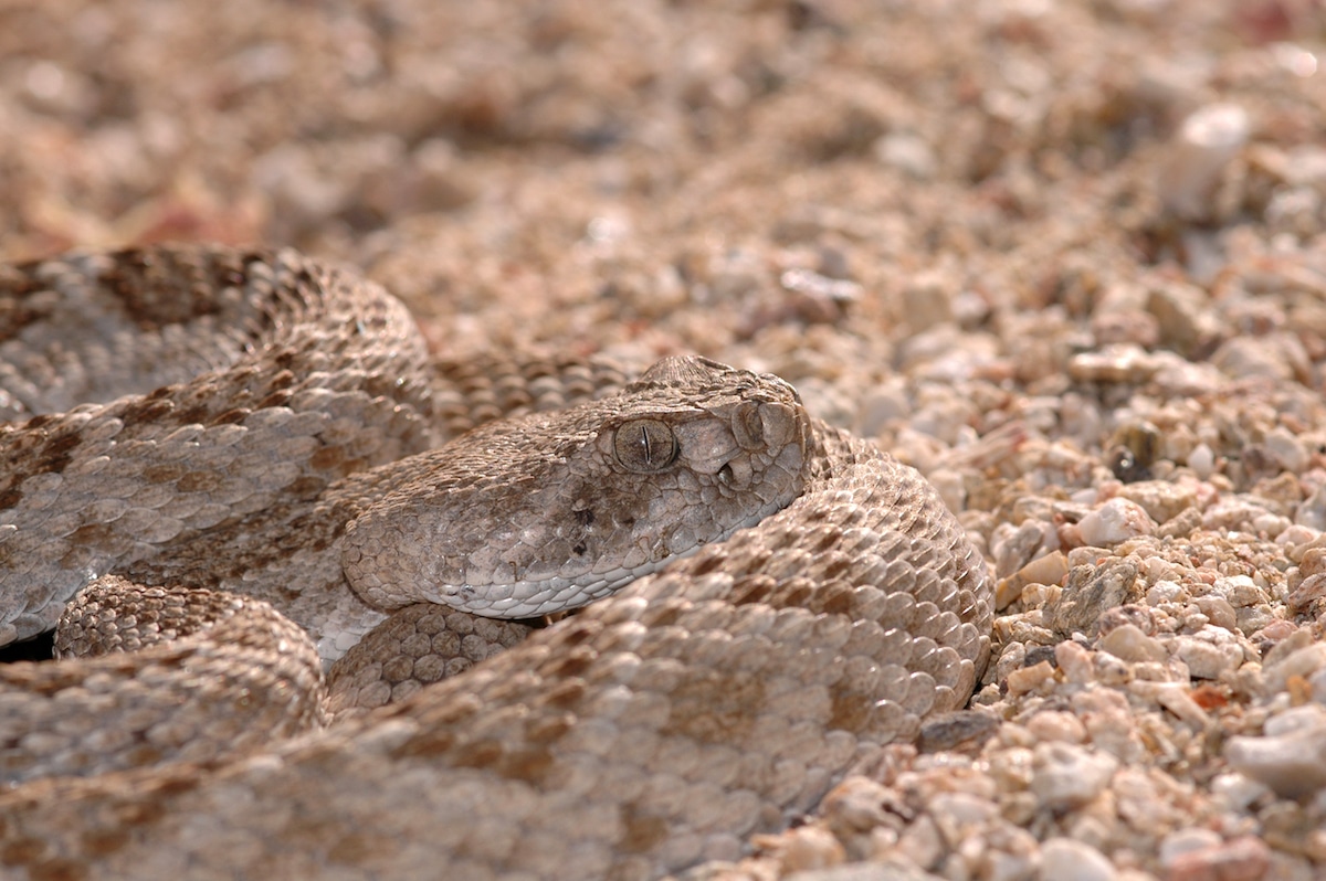 camouflage animal