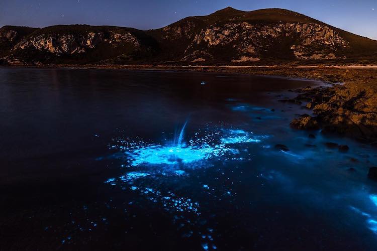 bioluminescence sea sparkles