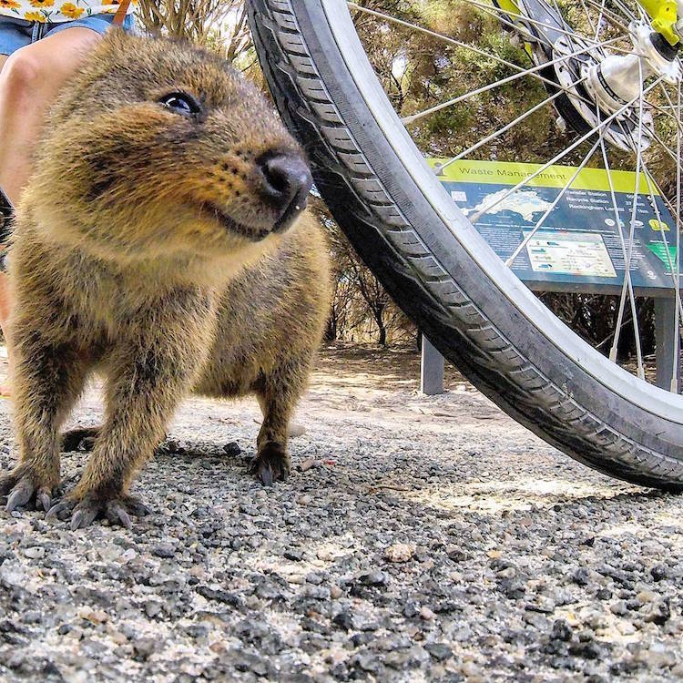 Man and Quokka Selfie Leads Adorable Animal to Follow Cyclist for More