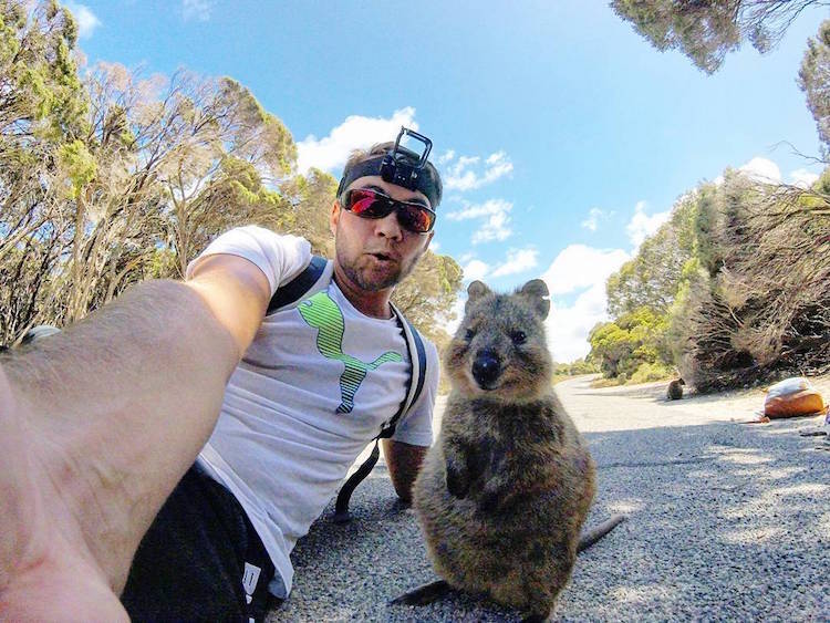 quokka selfie homme et quokka campbell jones gopro animaux mignons australie