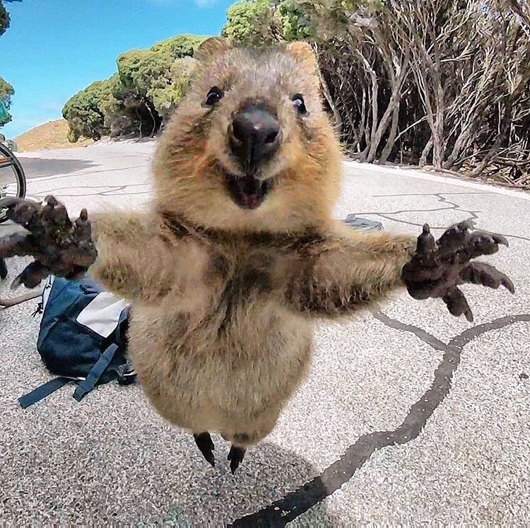 quokka selfie homme et quokka campbell jones gopro animaux mignons australie