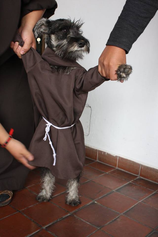 monastery dog friar dog friar bigoton cold nose project