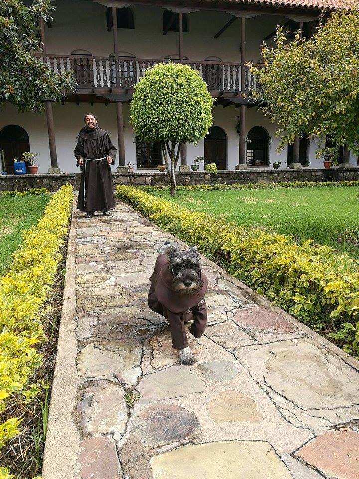 monastery dog friar dog friar bigoton cold nose project