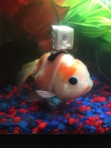 Goldfish Wheelchair Crafted By Animal Lover Helps Sick Fish Swim