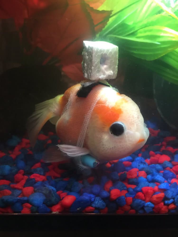 Goldfish Wheelchair inspiring stories pets animals