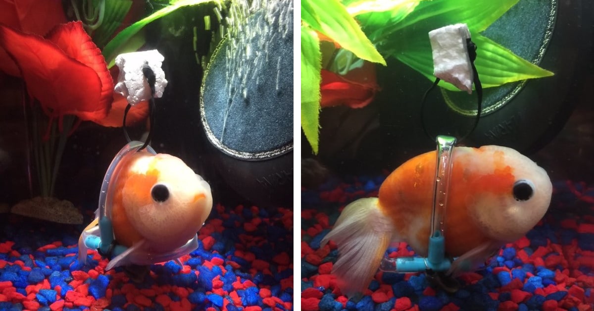 Goldfish Wheelchair Crafted by Animal Lover Helps Sick Fish Swim