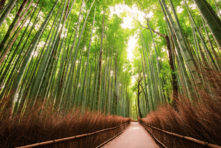 leslie taylor photo of kyoto japan travel photography bamboo path