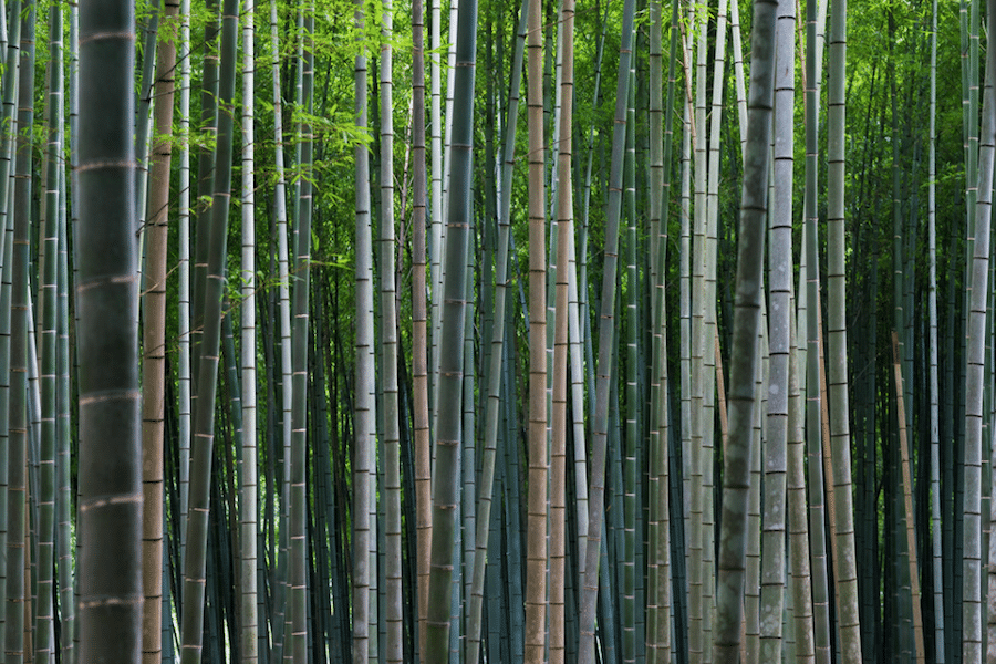 leslie taylor photo of kyoto japan travel photography bamboo