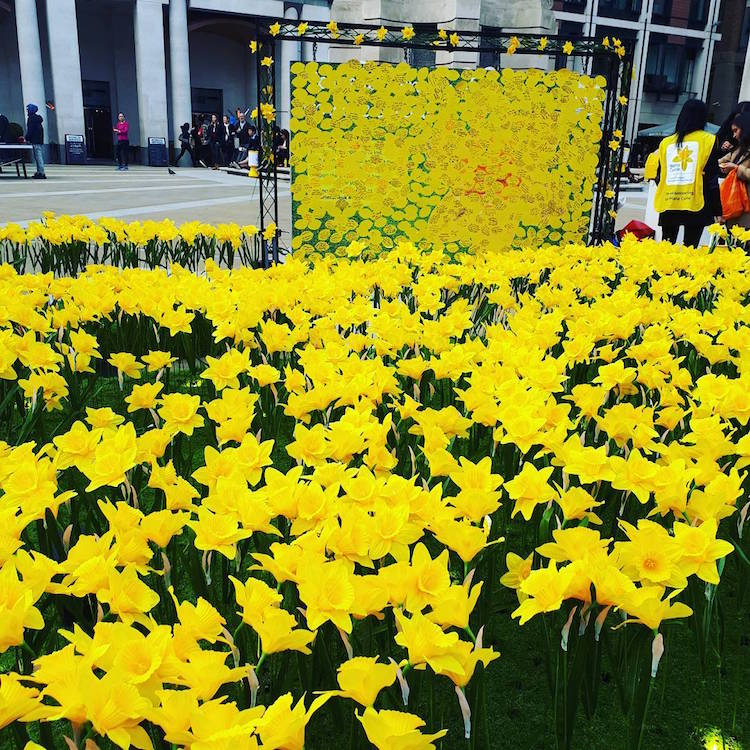 garden of light daffodil installation art marie curie greyworld great daffodil appeal