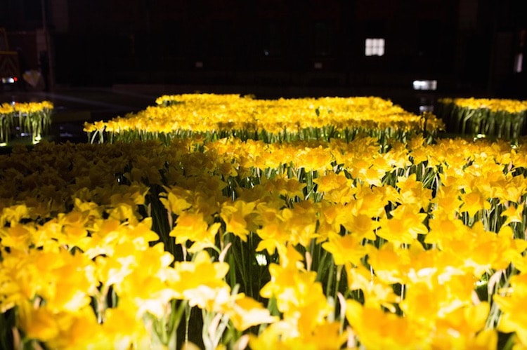 garden of light daffodil installation art marie curie greyworld great daffodil appeal