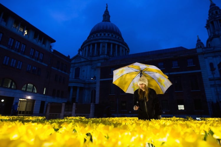 garden of light daffodil installation art marie curie greyworld great daffodil appeal