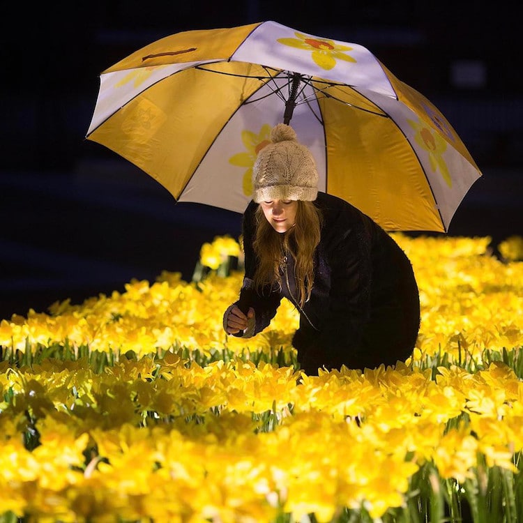 garden of light daffodil installation art marie curie greyworld great daffodil appeal
