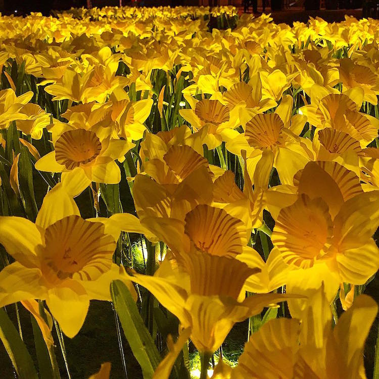 garden of light daffodil installation art marie curie greyworld great daffodil appeal