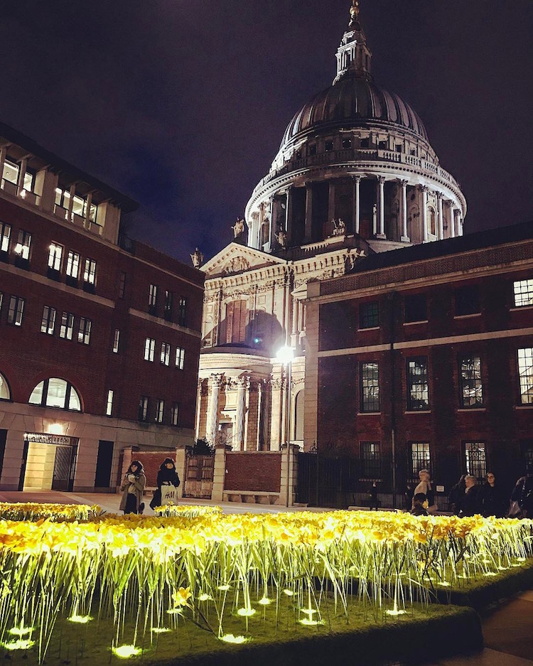 garden of light daffodil installation art marie curie greyworld great daffodil appeal