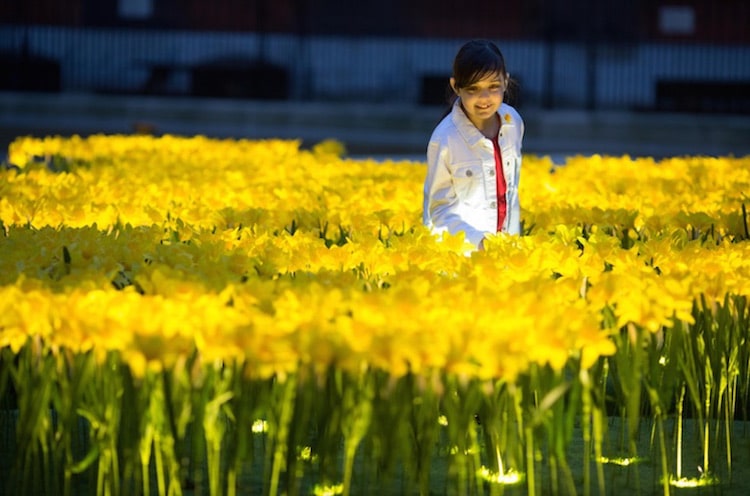 garden of light daffodil installation art marie curie greyworld great daffodil appeal