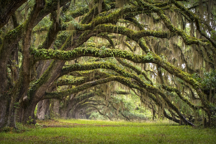 forest tunnel