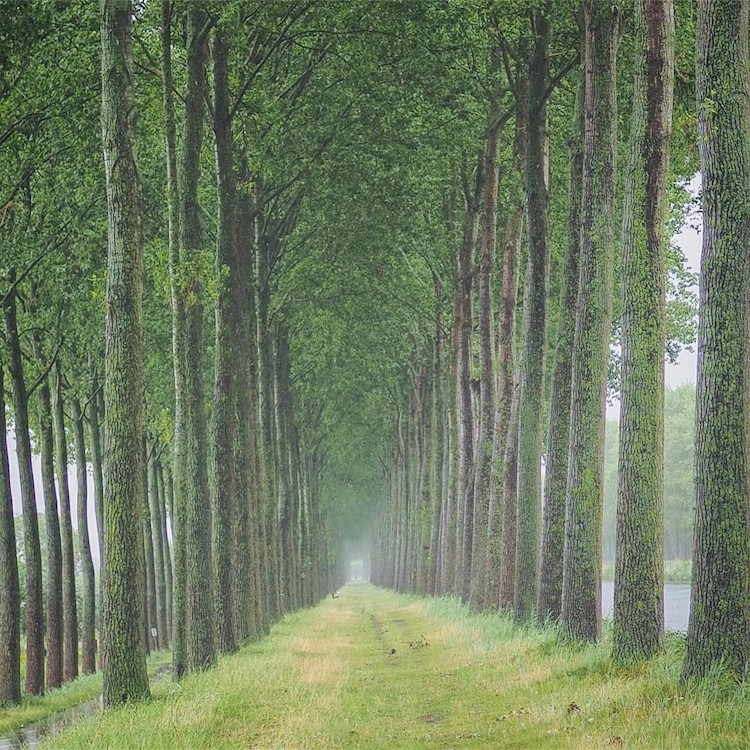 tree tunnel photo