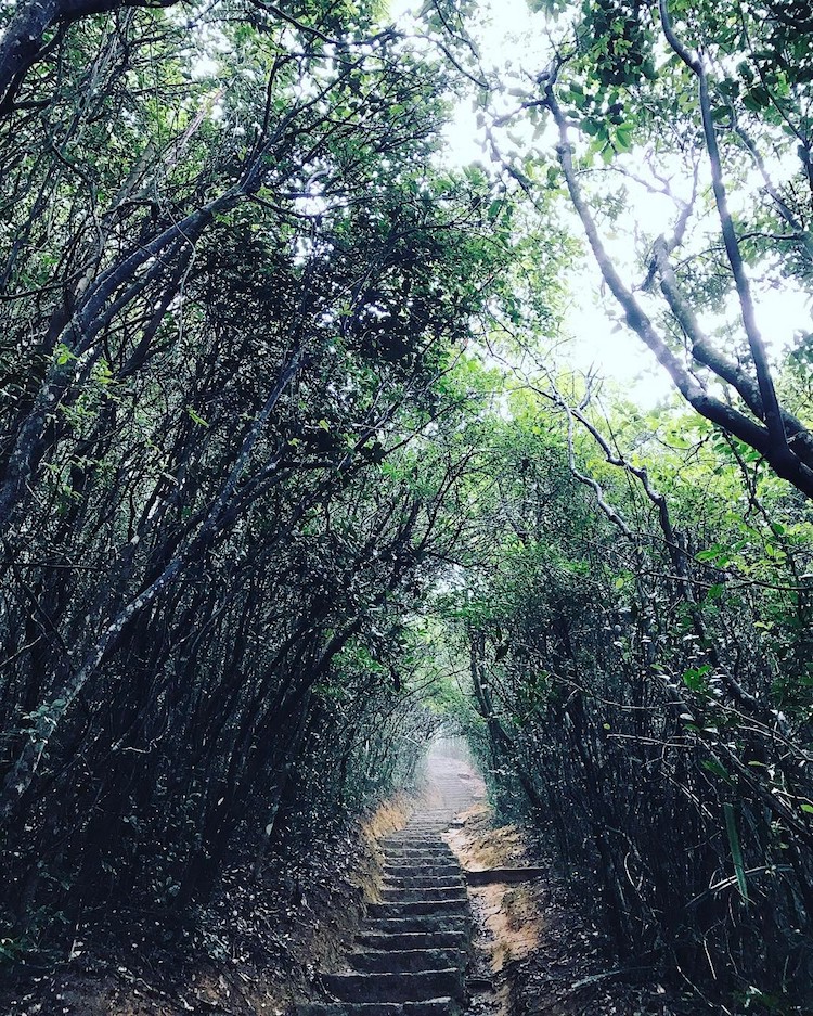 tree tunnel photo