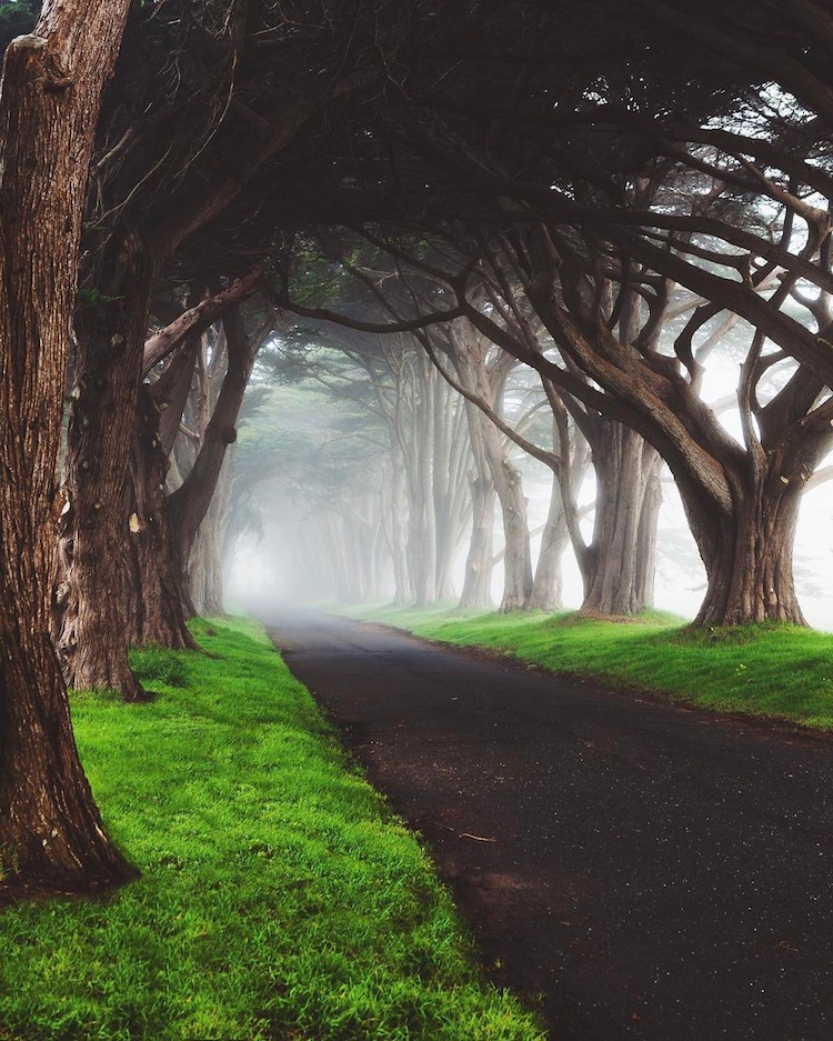 mysterious tree tunnel