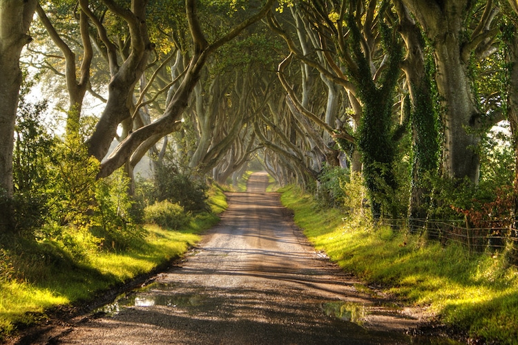 mysterious tree tunnel