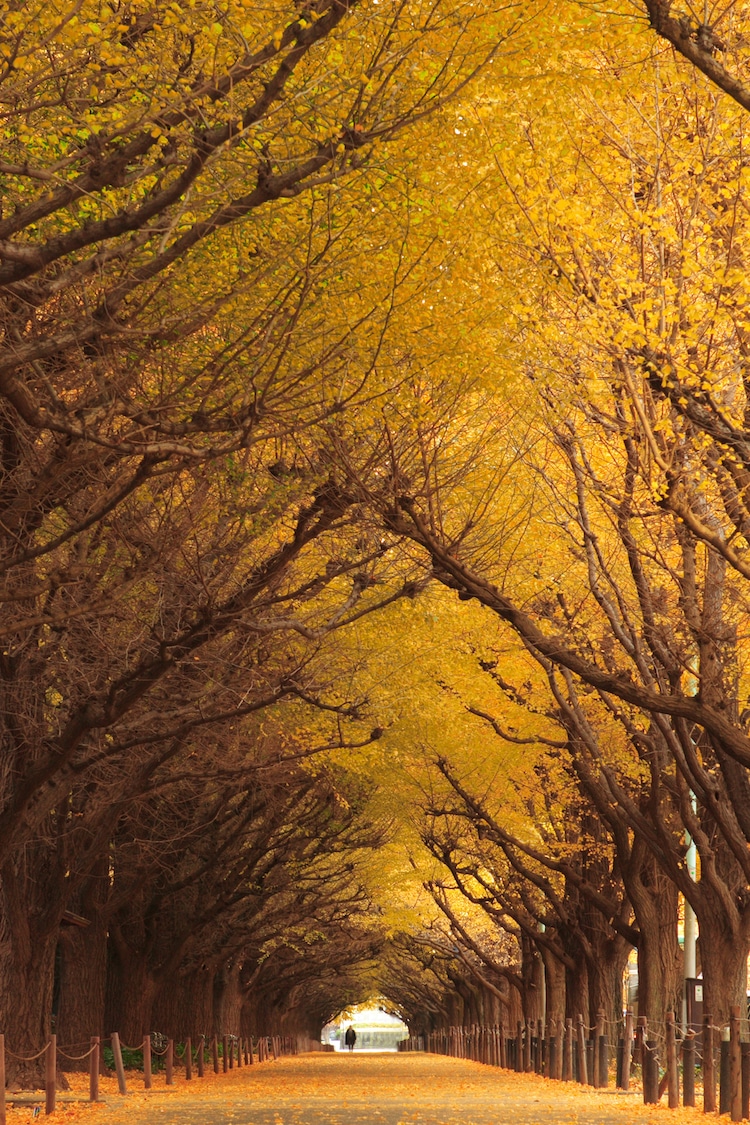 mysterious tree tunnel