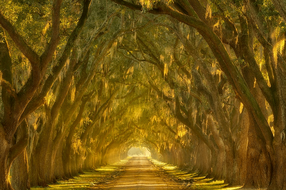 mysterious tree tunnel