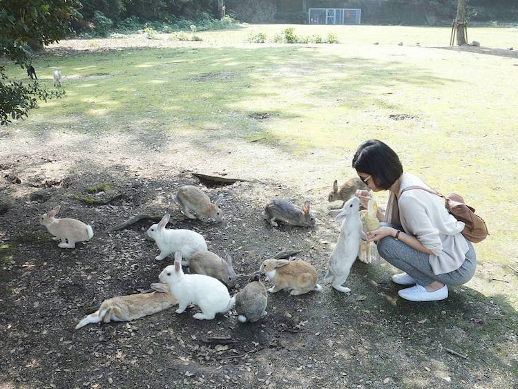 ukunoshima rabbit island japan feral bunnies rabbits