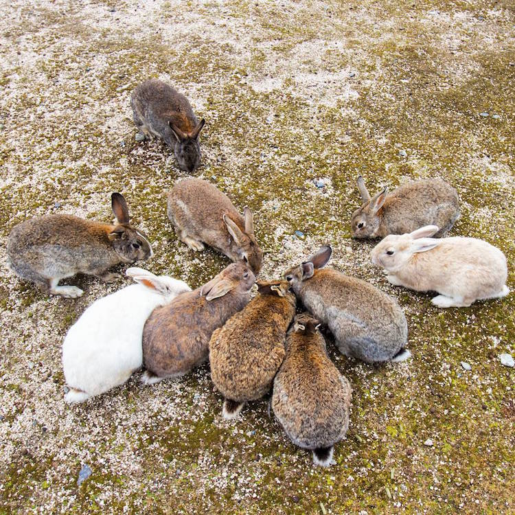 ukunoshima rabbit island japan feral bunnies rabbits