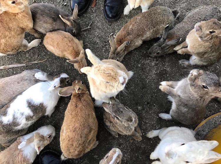 ukunoshima rabbit island japan feral bunnies rabbits