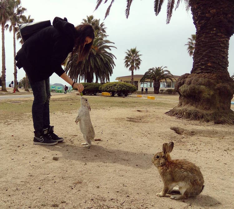 ukunoshima rabbit island japan feral bunnies rabbits