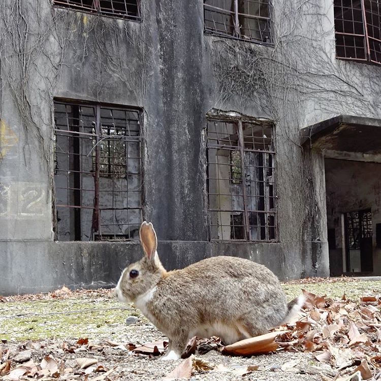 ukunoshima rabbit island japan feral bunnies rabbits