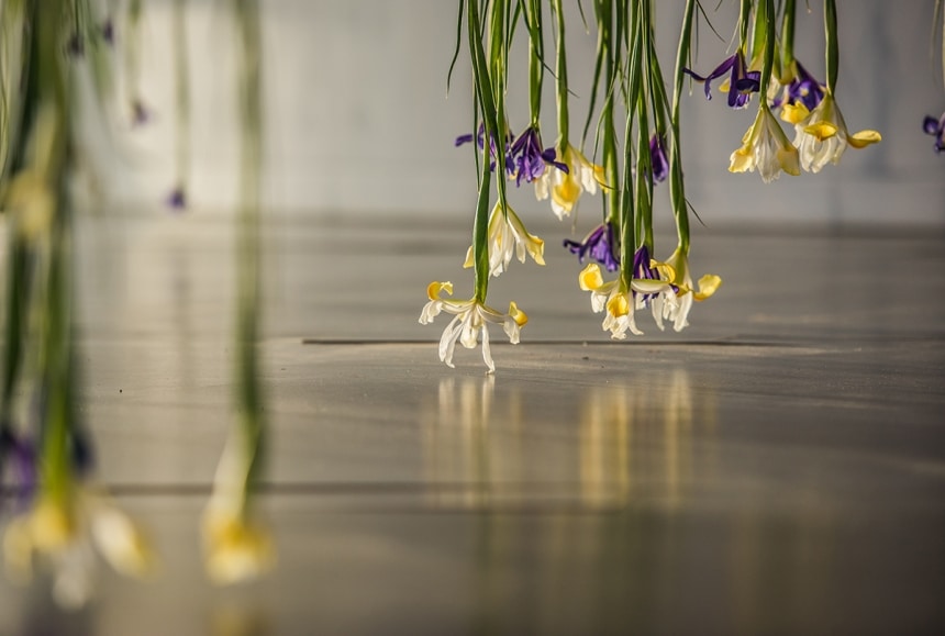 rebecca louise law the iris exhibition ephemeral art decay