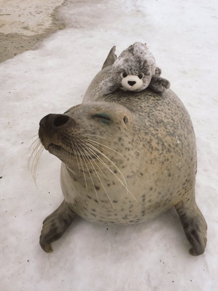 adorable earless seal with stuffed toy