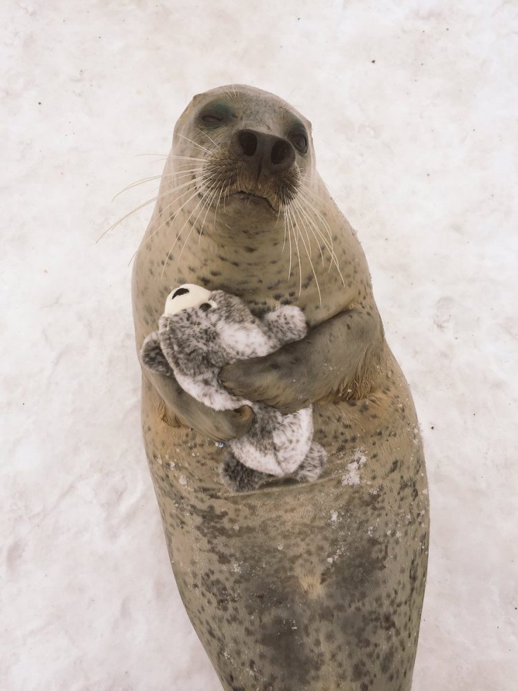 seal with stuff toy hokkaido