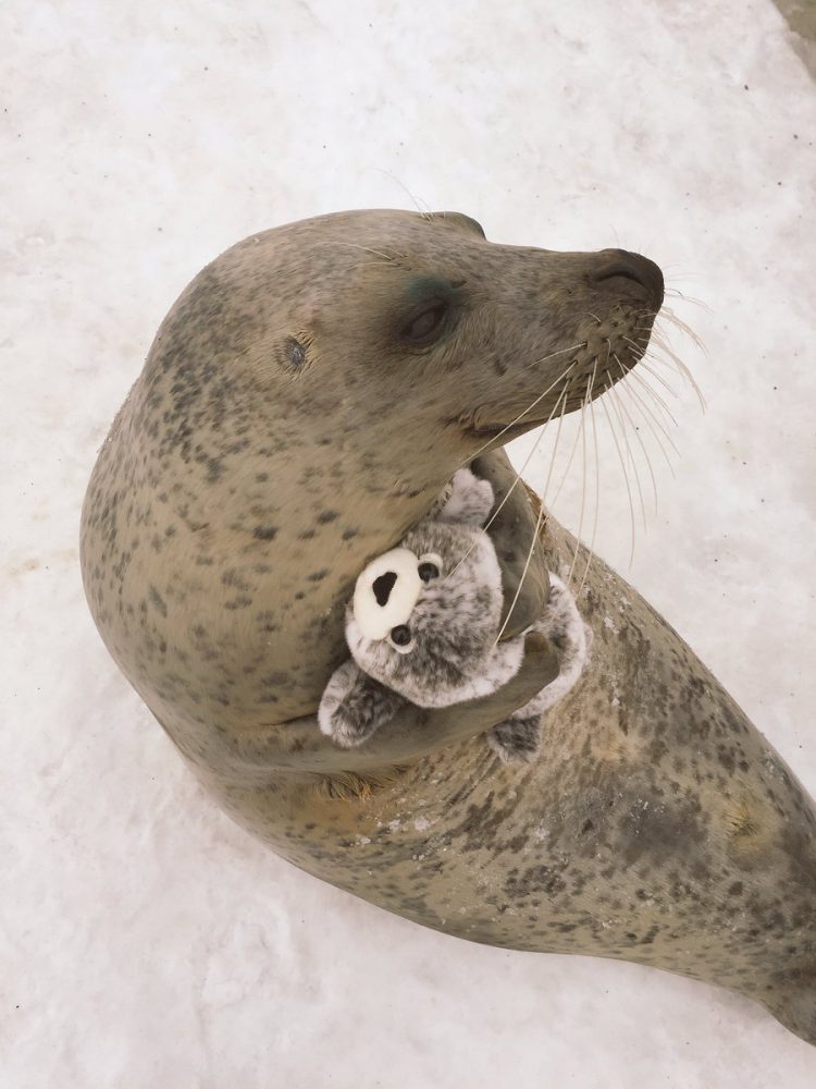 seal hugging toy