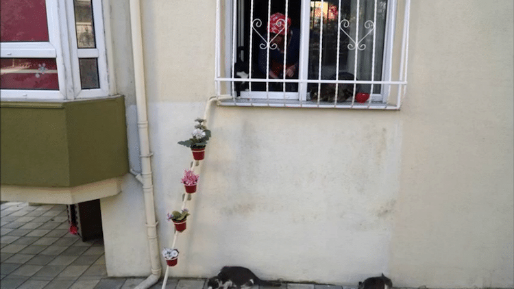 sebnem ilhan stray cat ladder strays homeless animals inspiring stories turkey winter