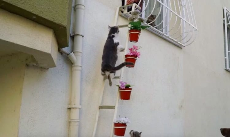 Cat on outlet ladder