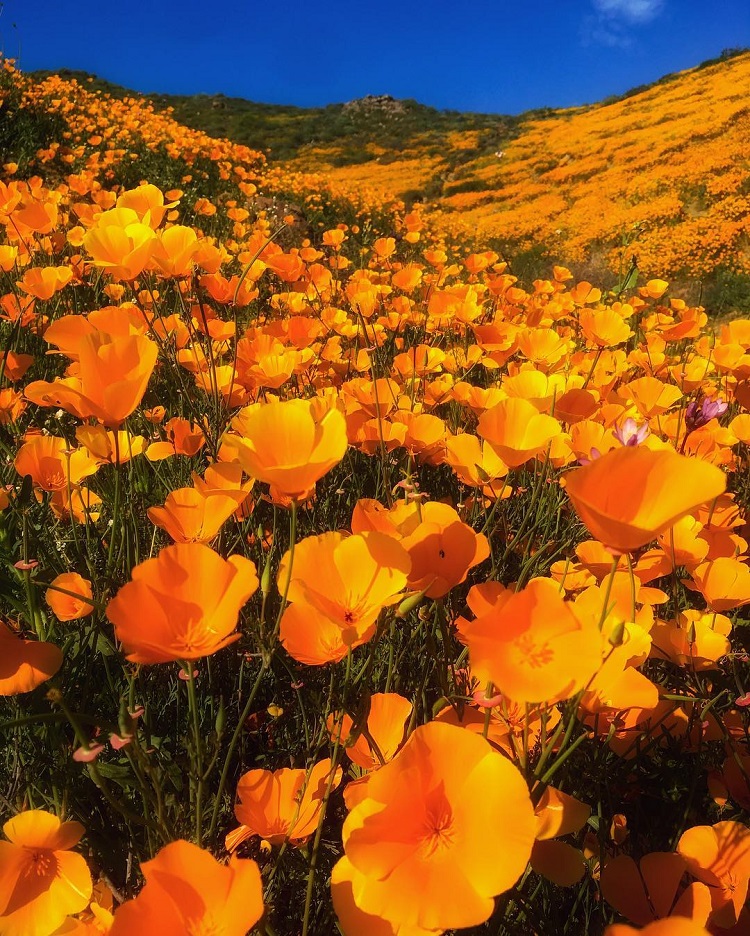 southern california desert wildflowers super bloom