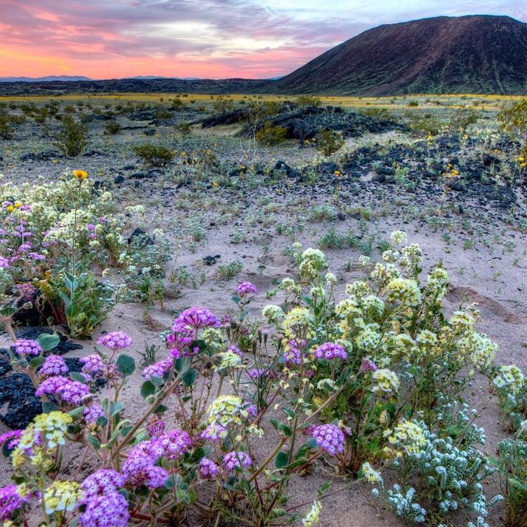 southern california desert wildflowers super bloom