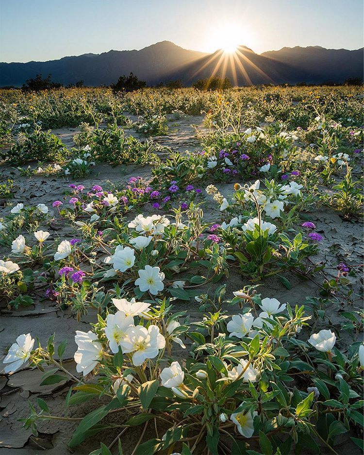 california wildflowers