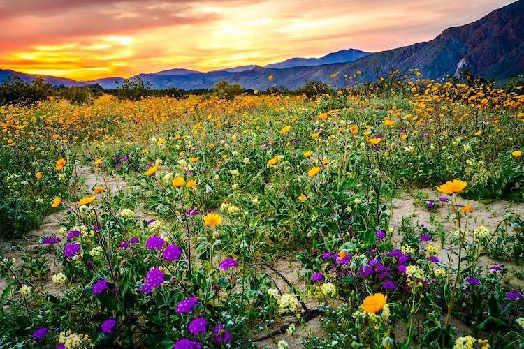 southern california super bloom