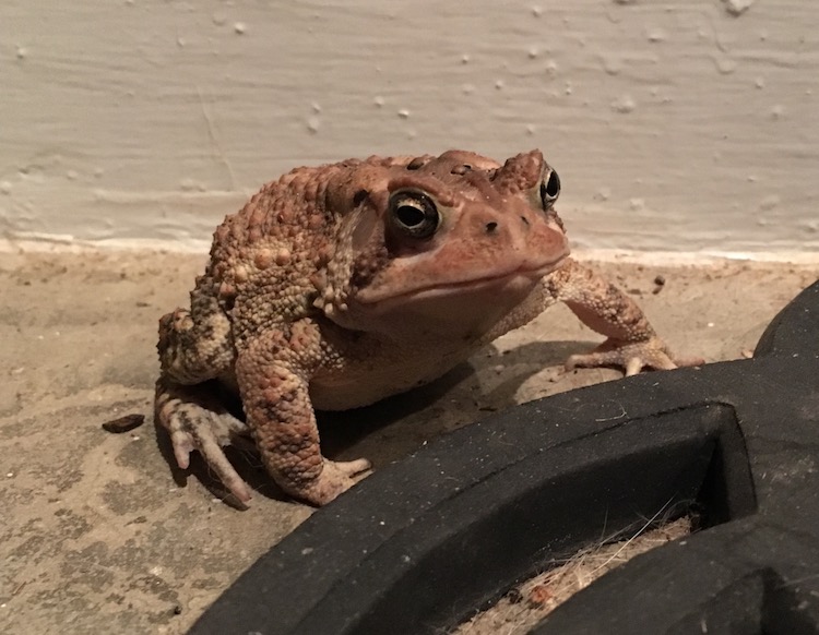 toad hat